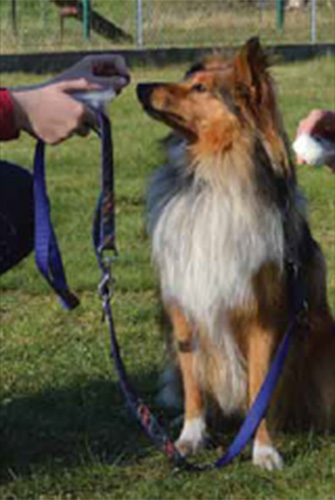 Chip Ablesen am Hundehals Schritt 1 - Foto: Julia Brinkmann