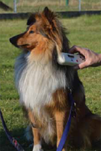 Chip Ablesen am Hundehals Schritt 2 - Foto: Julia Brinkmann