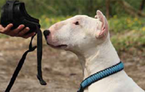 Mit einem Leckerchen locken Sie Ihren Hund in den Maulkorb. Nachdem er es gefressen hat, nehmen Sie den Maulkorb wieder ab. - Foto: Anna Venzke