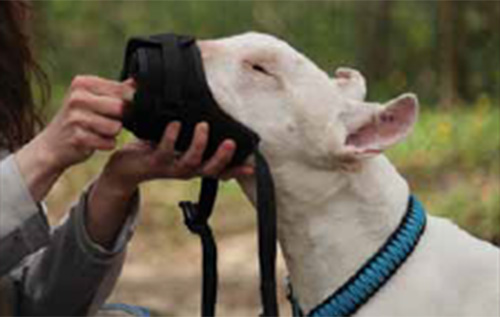 Gehen Sie immer mehr dazu über, dass Ihr Hund die Nase freiwillig in den Maulkorb steckt und erst dann das Leckerchen erhält. - Foto: Anna Venzke