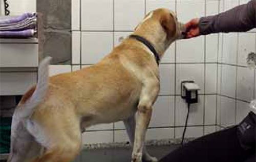 Wird der Hund einfach mit Futter auf die Waage gelockt, kann es passieren, dass man zögerliches Verhalten versehentlich verstärkt. - Foto: Julia Brinkmann