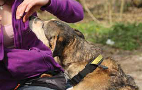 „Peddi“ wird dafür belohnt, dass sie stillhält, wenn sich die Hand ihrer Schnauze nähert. Sich die Zähne kontrollieren zu lassen, stellt für viele Hunde eine Herausforderung dar. - Foto: Julia Brinkmann