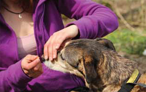 Schon das Ertragen der Nähe der Hand wird im ersten Trainings- schritt belohnt. Hier sind sehr kleine Trainingsschritte sinnvoll. - Foto: Julia Brinkmann