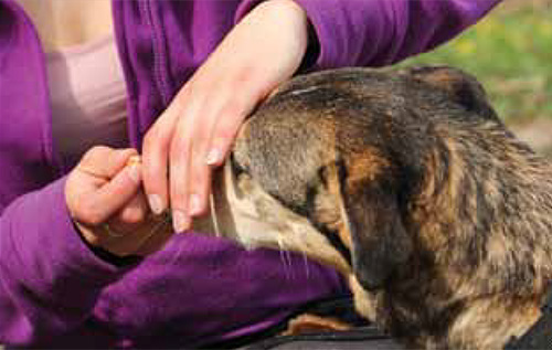 Das Festhalten von oben wird trainiert, wenn der Hund die Hand dicht an der Schnauze für mehrere Sekunden toleriert. - Foto: Julia Brinkmann