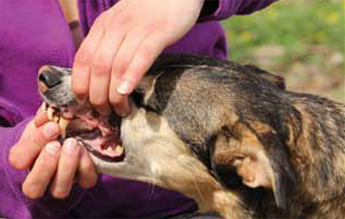 Nun kommt die Hand von unten hinzu und das Hochziehen der Lefzen. Jeder Schritt wird so gut belohnt, dass der Hund weiter mitmacht. - Foto: Julia Brinkmann
