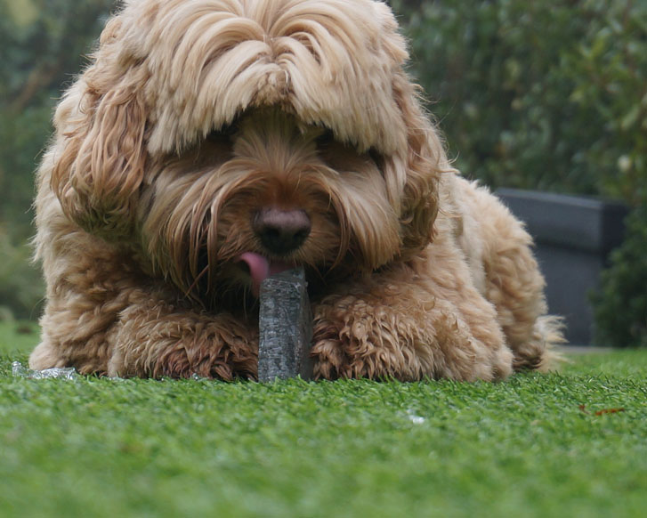 Schlecken und Kauen kann helfen, von der Angst abzulenken. Foto: pixabay.com dog 2314705
