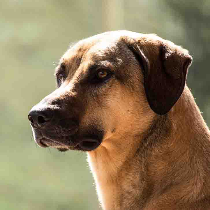 dog 2927024 kangal edited 1