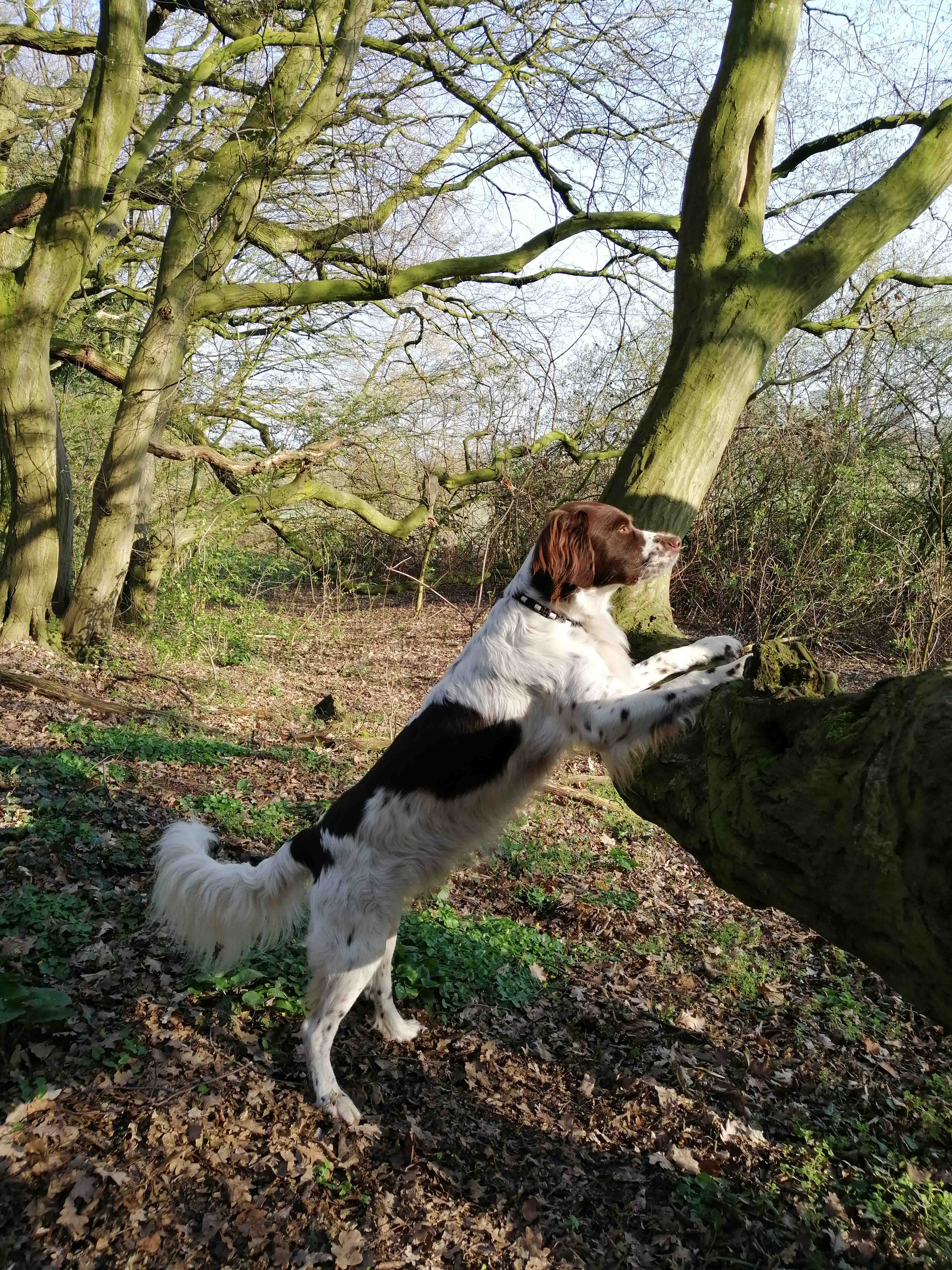 An Baumstämmen kann der Hund sich gut dehnen und die Gelenke strecken. Foto: privat