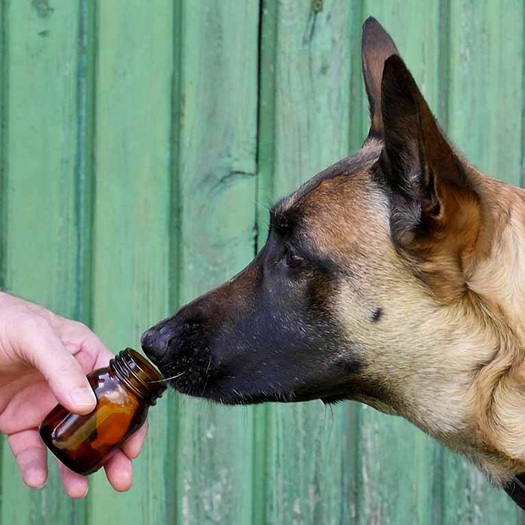 Ein Diabetes-Signalhund muss lernen, den richtigen Geruch zu erkennen und entsprechend zu handeln. Foto: Gerd Köhler Geruch