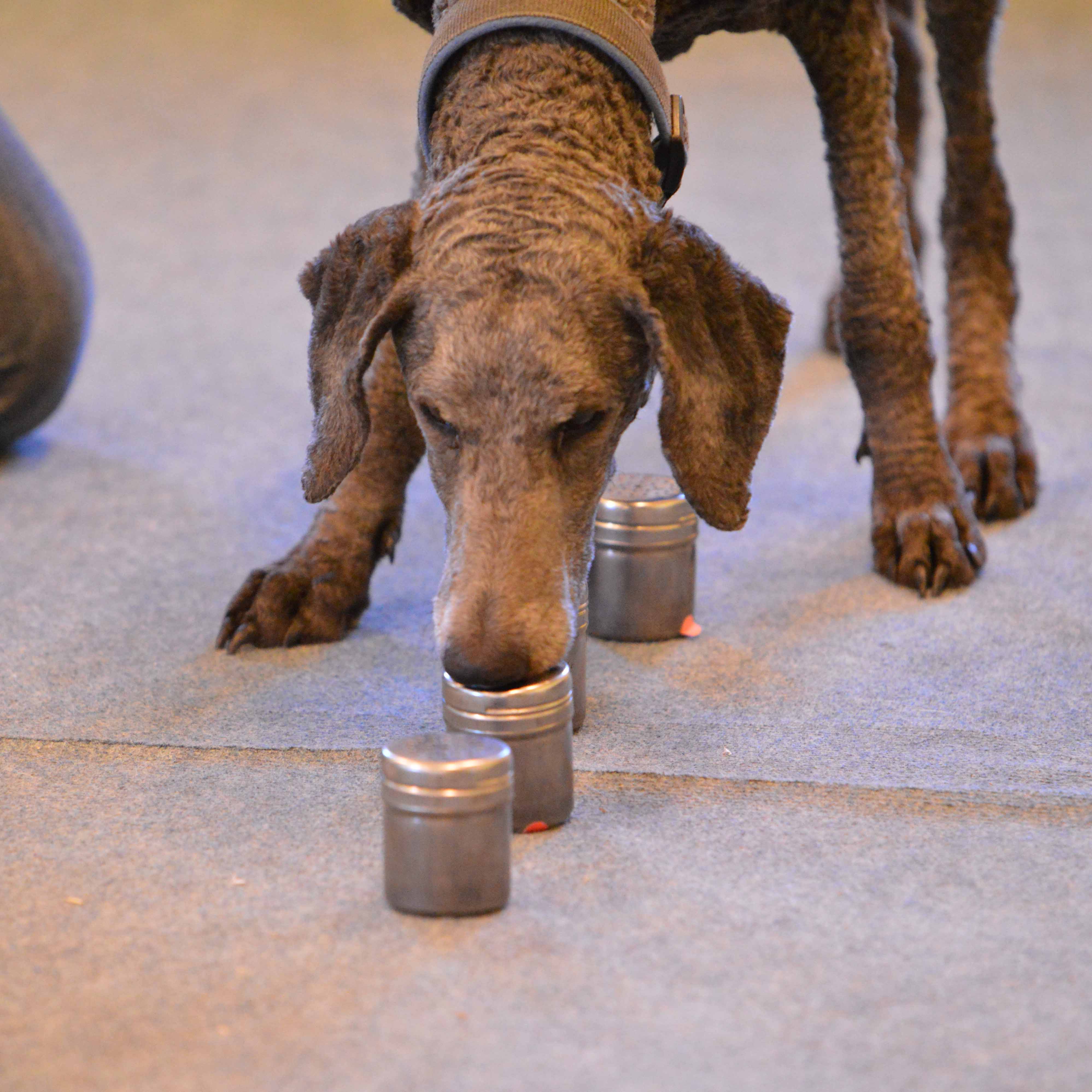 Verschiedene Gerüche in gleich aussehenden Gefäßen kann der Hund unterscheiden und anzeigen lernen.