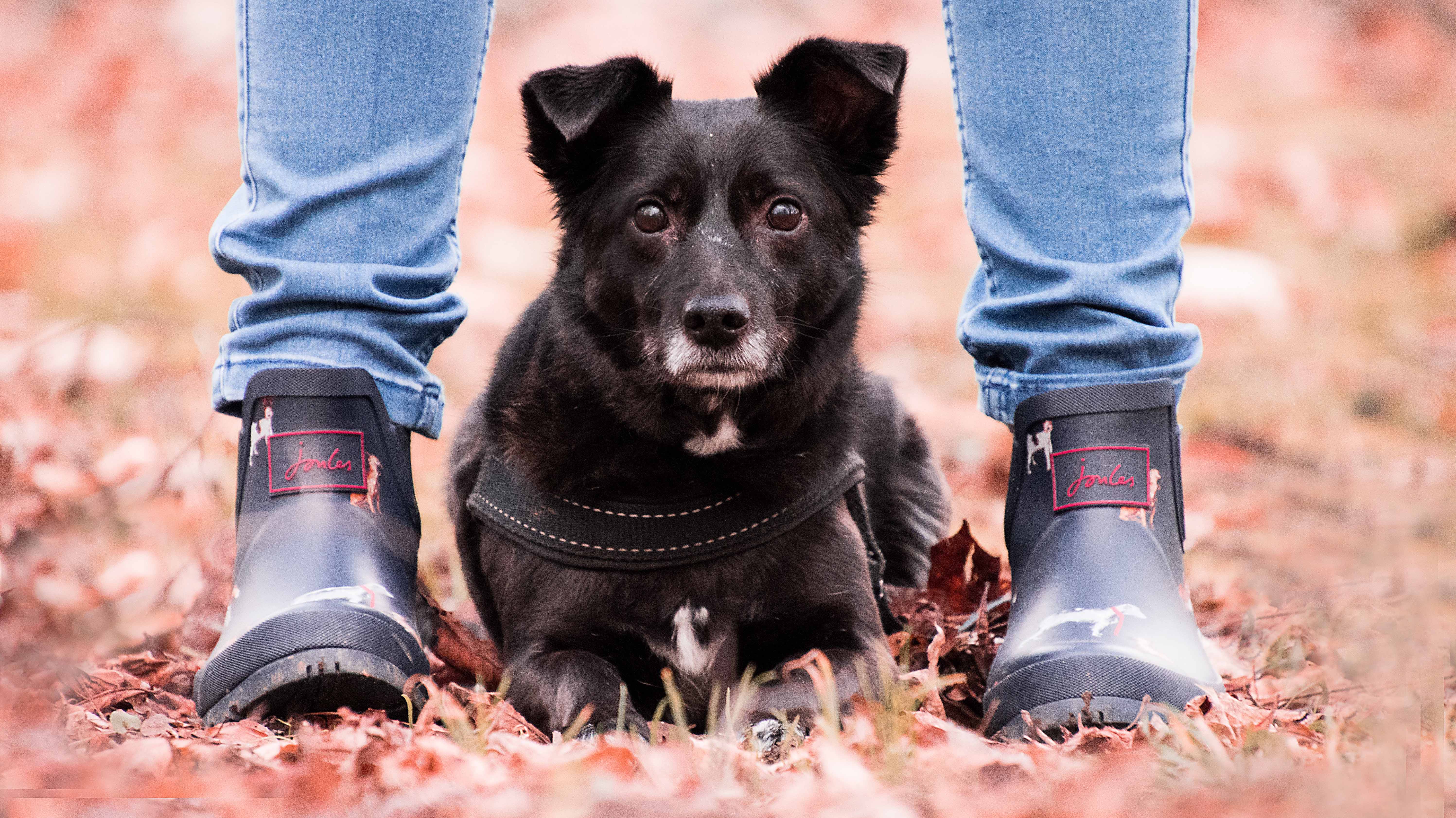 Das Training beginnt, wenn der Hund sich sicher und entspannt fühlt.