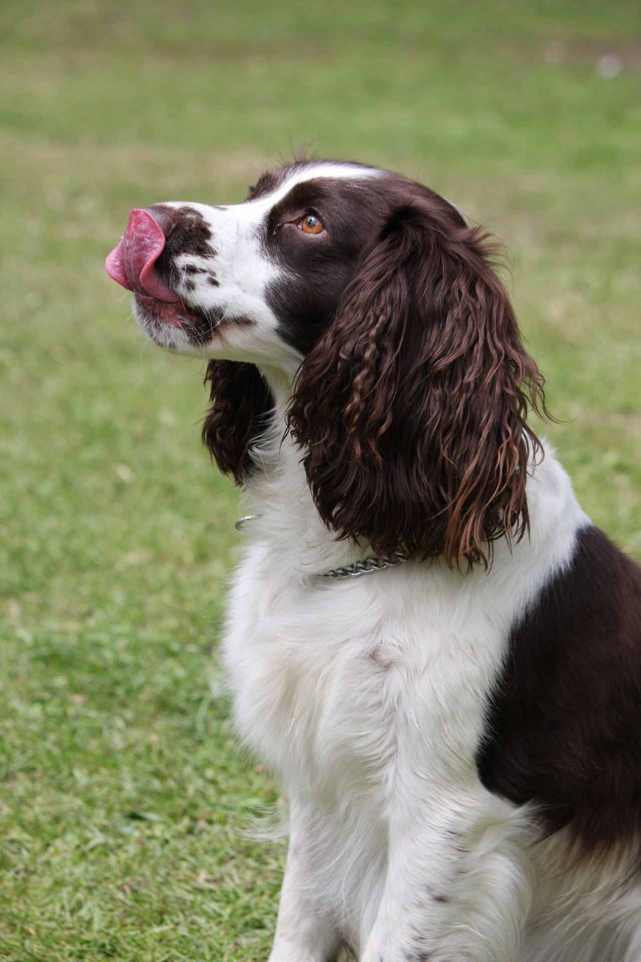 Das „Züngeln“ ist ein freundliches Signal und führt dazu, dass der „Dummy“ verschwindet.