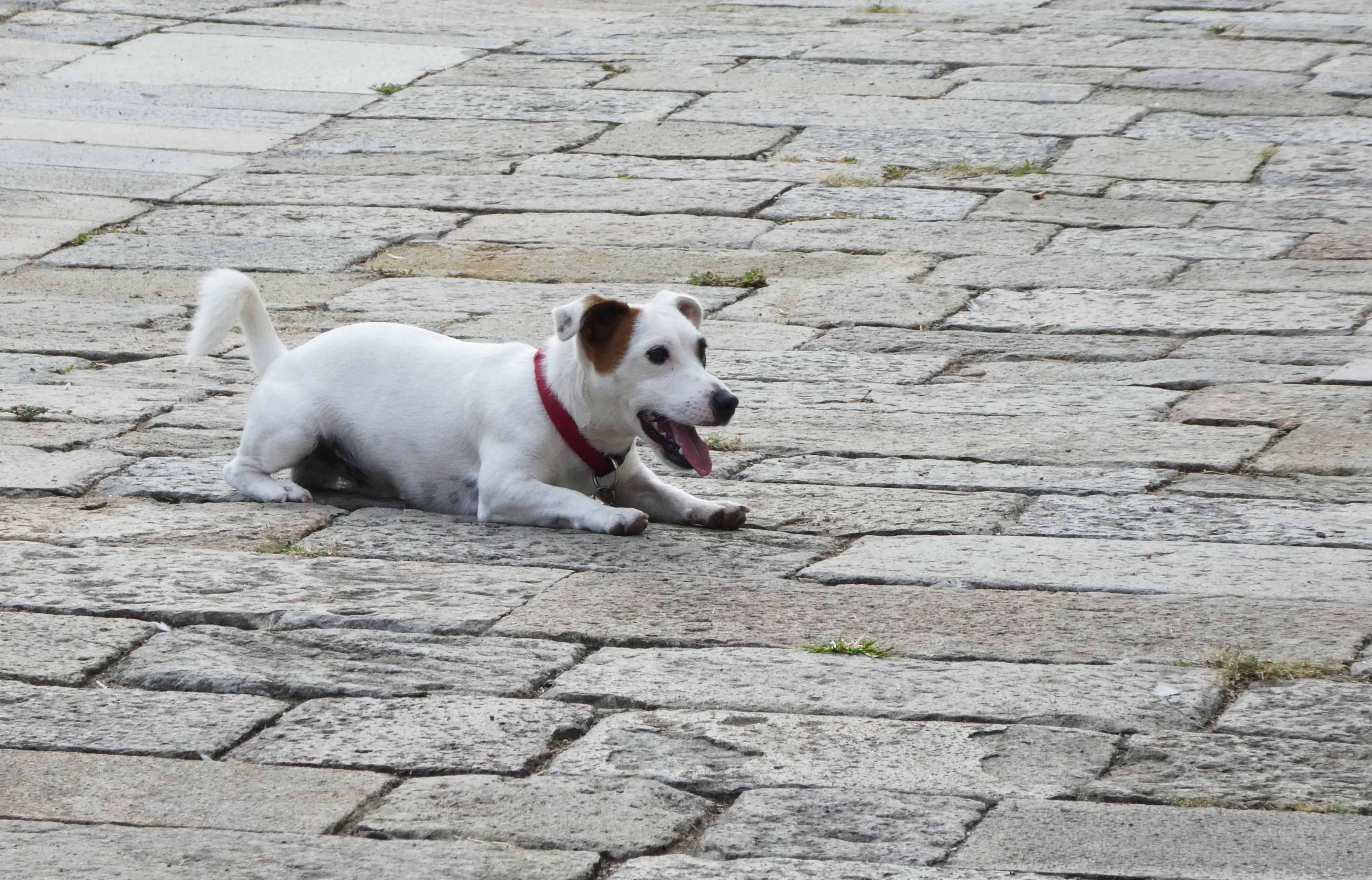 Ruhig liegen bedeutet nicht zwangsläufig entspannt und stressfrei. Angespanntes Wartenmüssen kann sehr stressig für Hunde sein.
