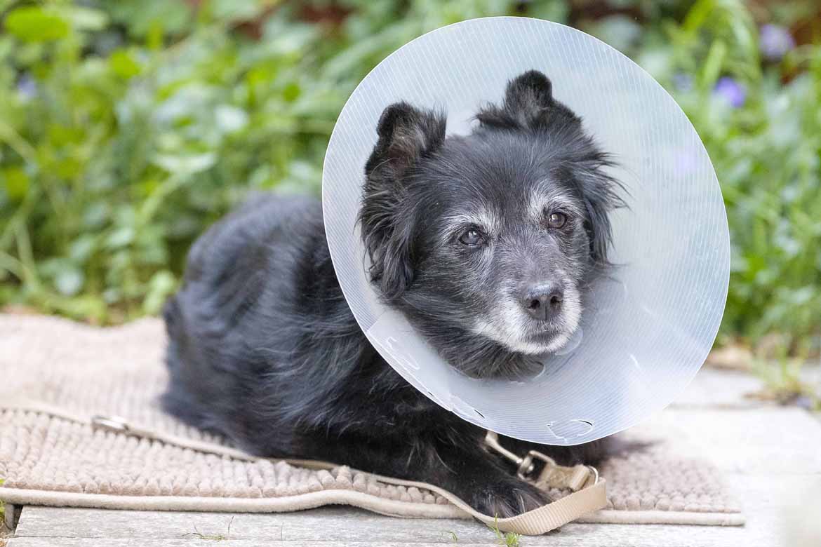 Die Sinnesorgane lassen nach und die Verletzungsgefahr kann steigen. Achten Sie mehr auf Ihren alten Hund und schützen Sie ihn.