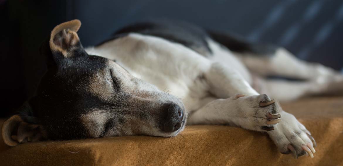 Alte Hunde bewegen sich oft weniger und die Krallen wachsen. Die richtige Pflege sollte schon früh geübt werden.