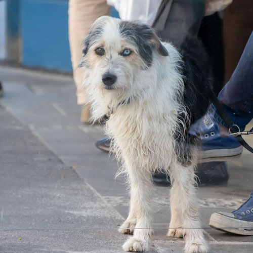 Ein Hund braucht im Menschenalltag ein dickes Fell. 