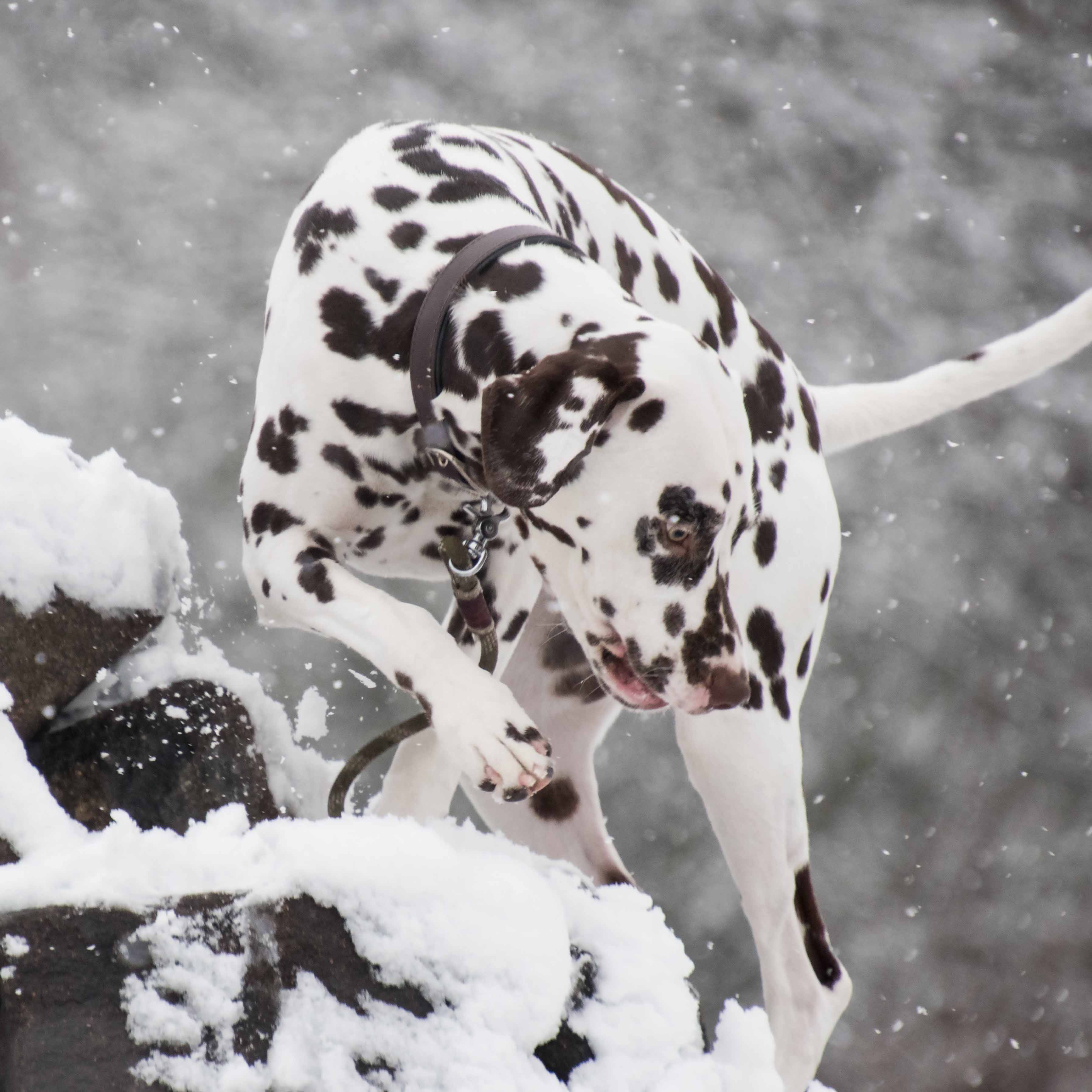 dog 5902408