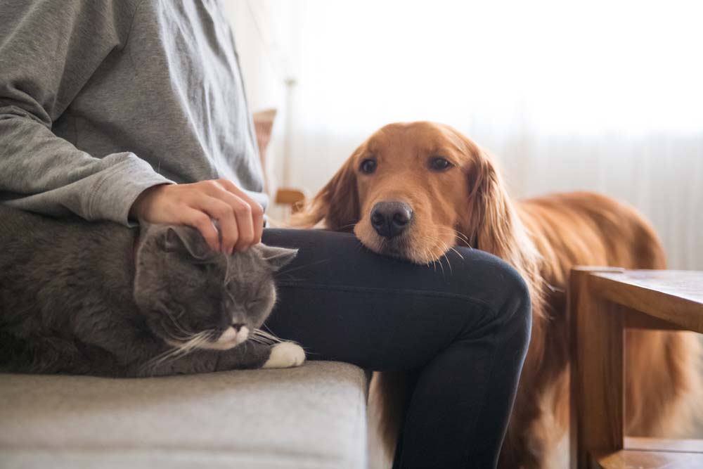 Katzen benötigen den Menschen als Sozialpartner genauso wie Hunde. Foto: chendongshan – stock.adobe.com
