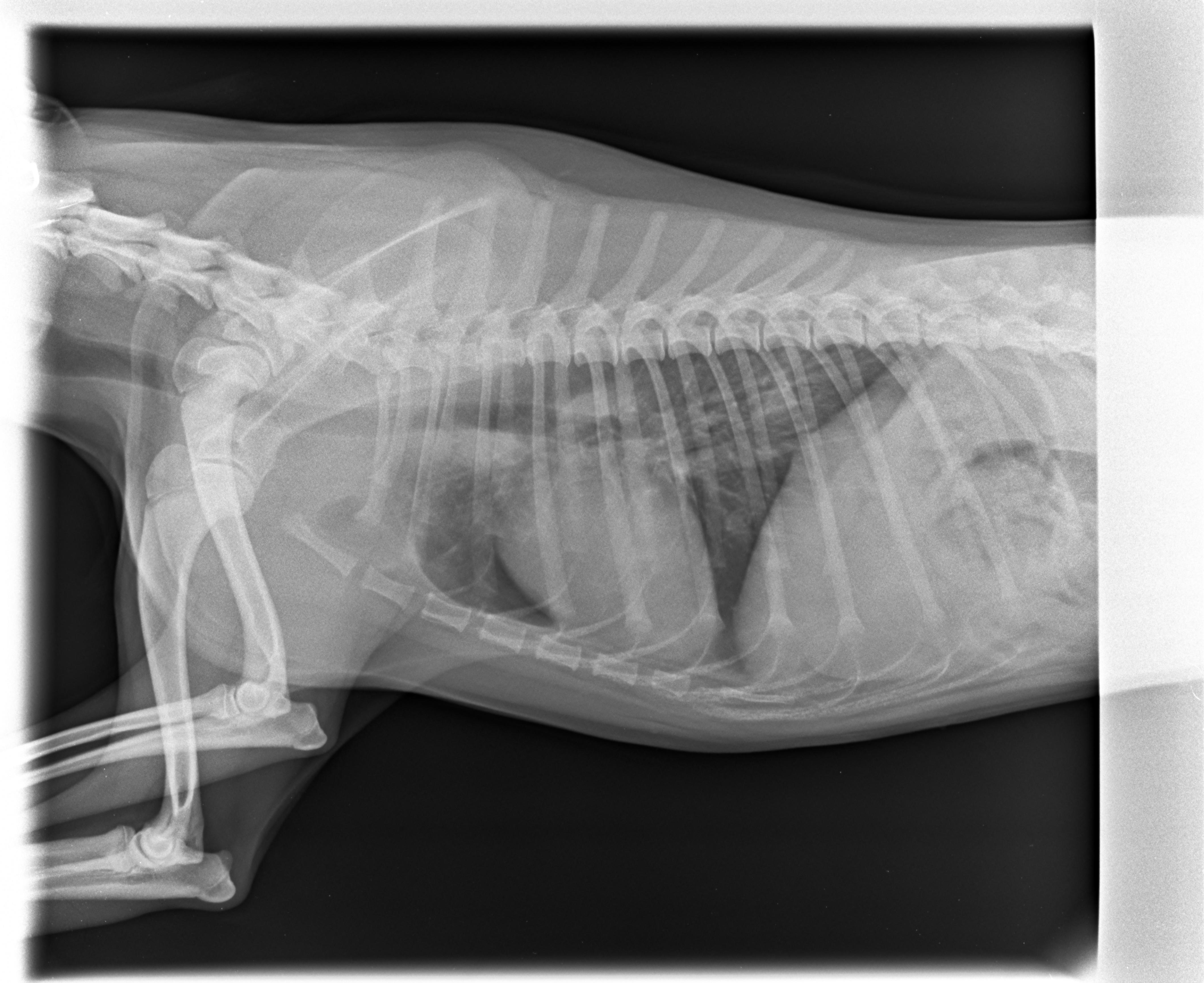 5 Monate alter Hund